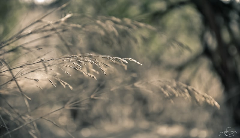 צילום: תומר אלמקייס